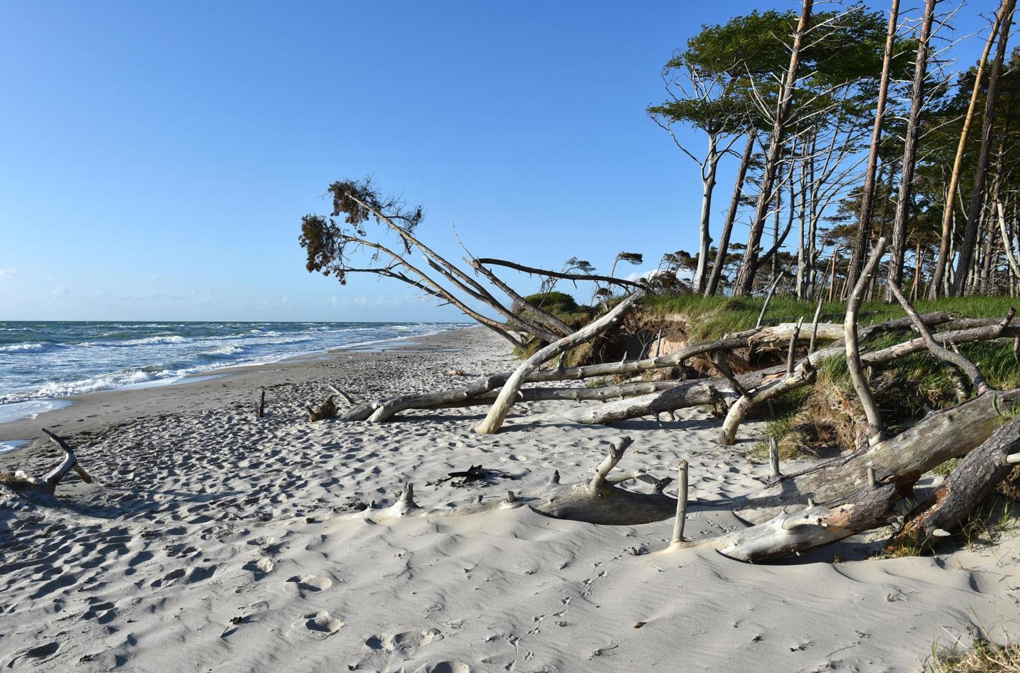 Strandhafer An Der Seebruecke Zingst Eksteriør bilde